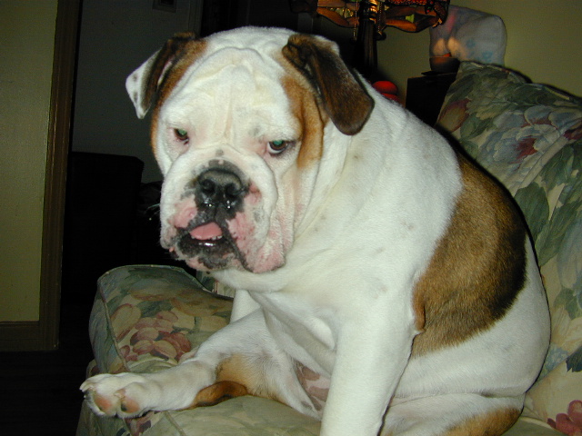 dog
