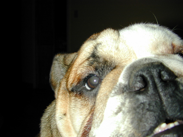dog