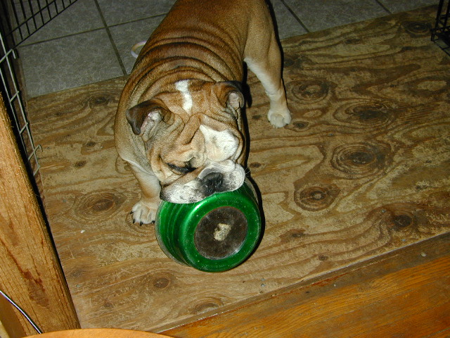 dog