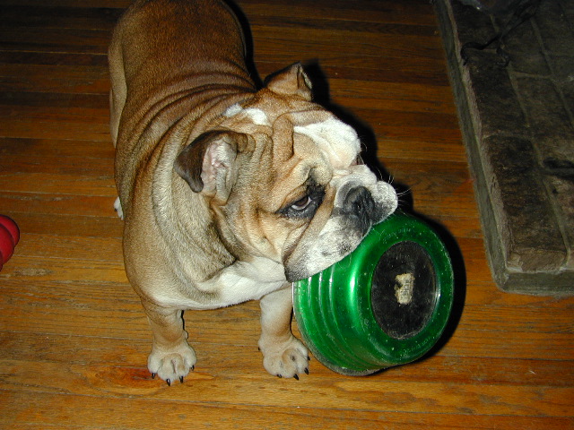 dog