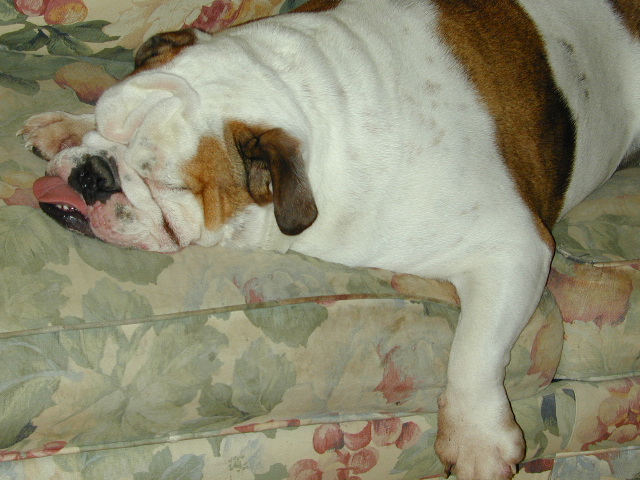 Dog