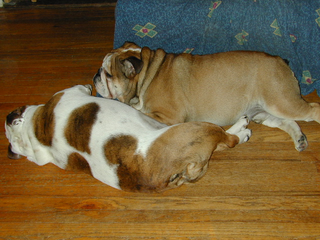 dog