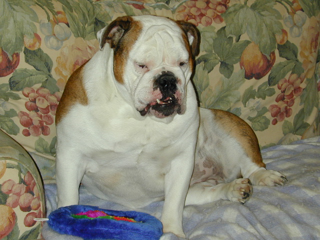 dog