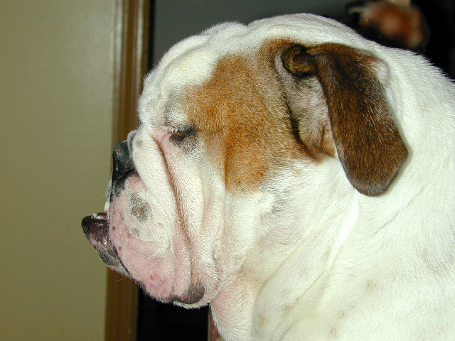dog