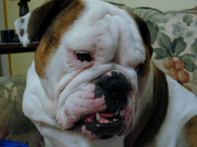 dog