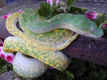 chondro