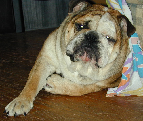 Dog