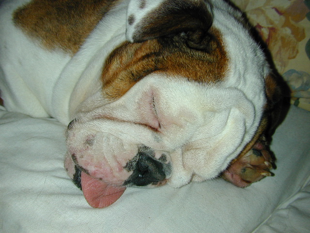 dog
