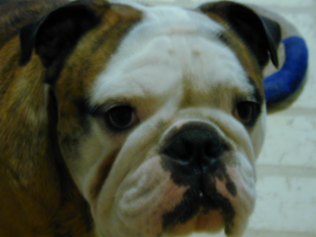 dog