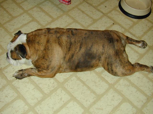 dog