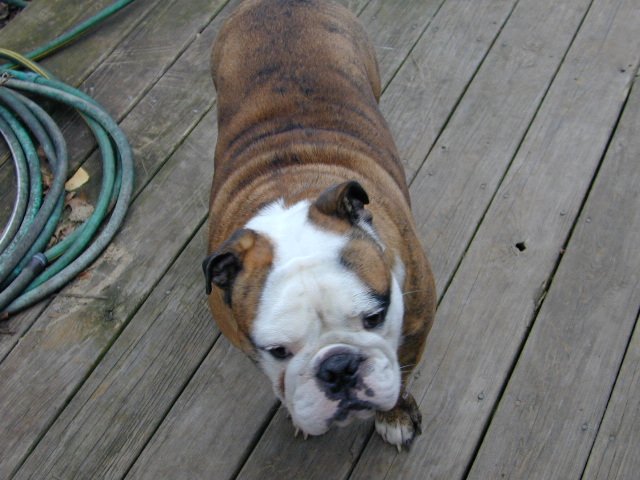 dog