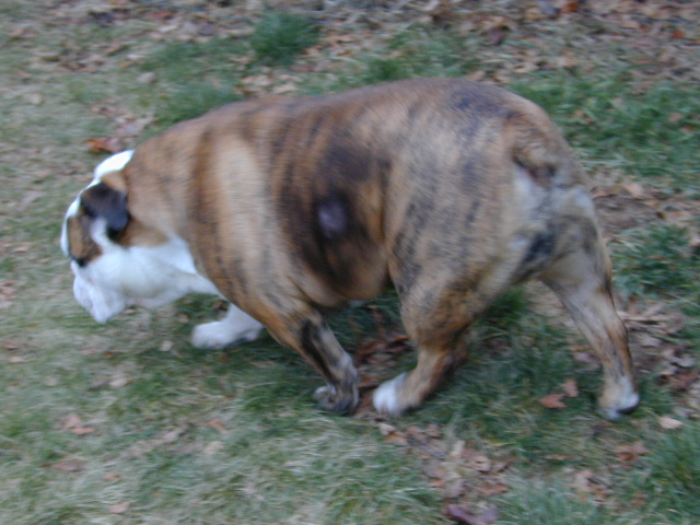 dog