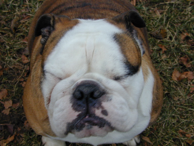 dog