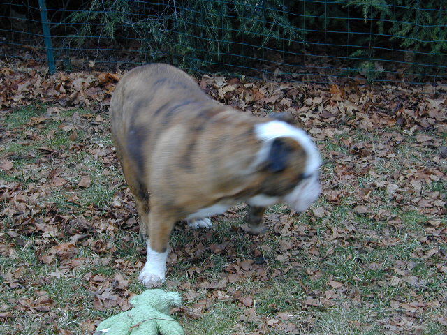 dog