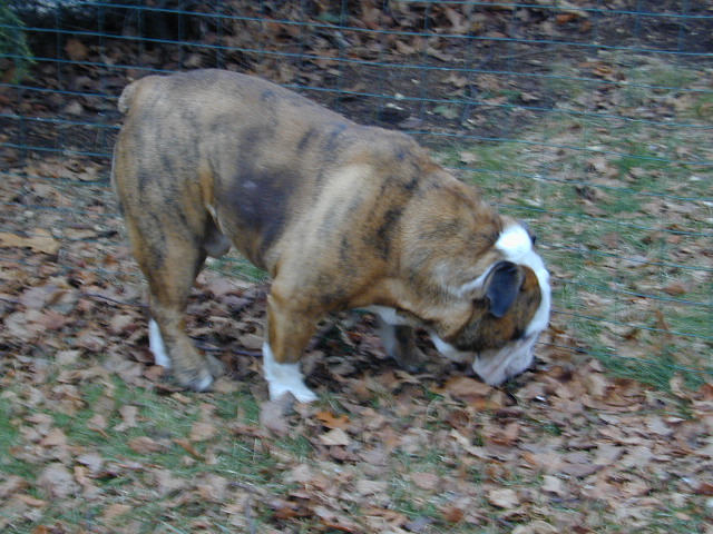 dog