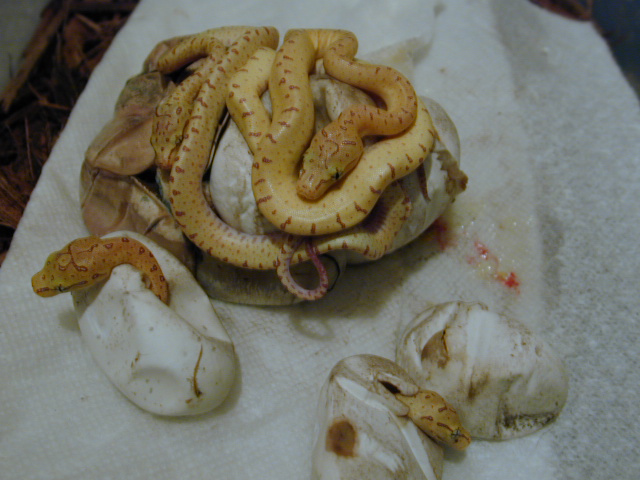 Snake