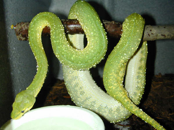 snake