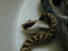 snake