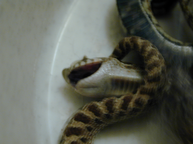 snake
