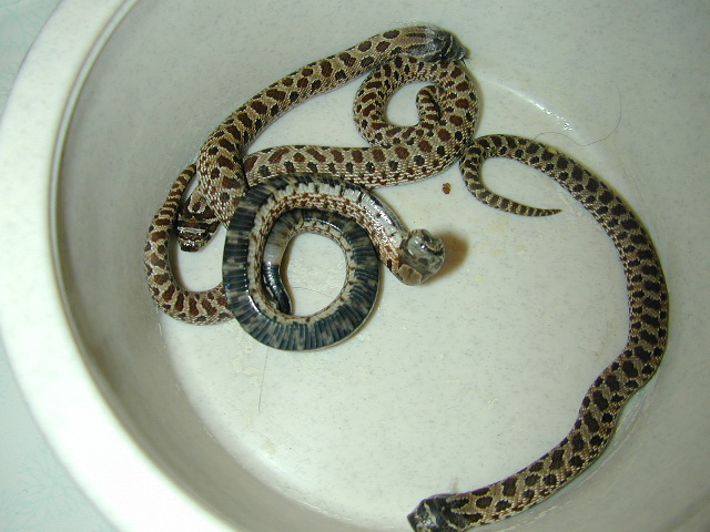 snake