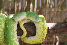 snake