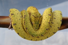 snake