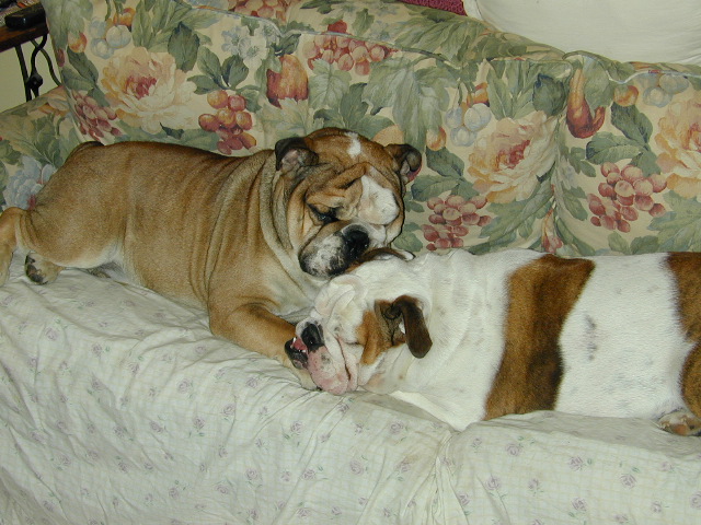 dog