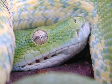 snake