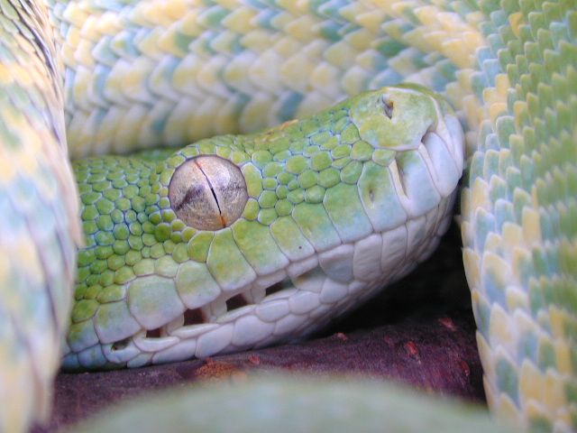 snake