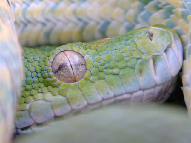 snake