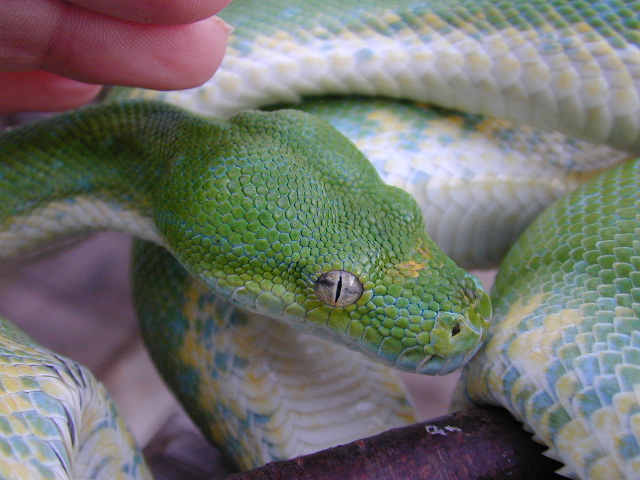 snake
