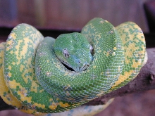 snake