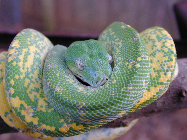 snake