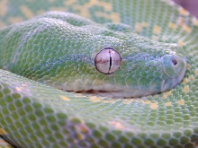 snake