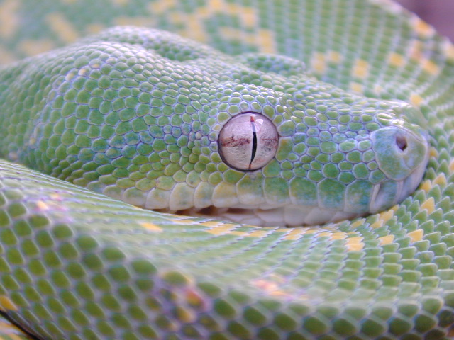 snake