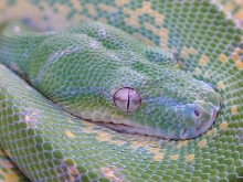 snake