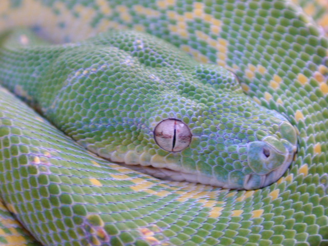snake