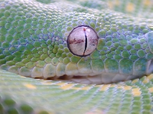 snake