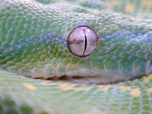 snake