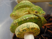 chondro