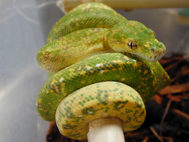 chondro
