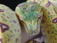 Greta
