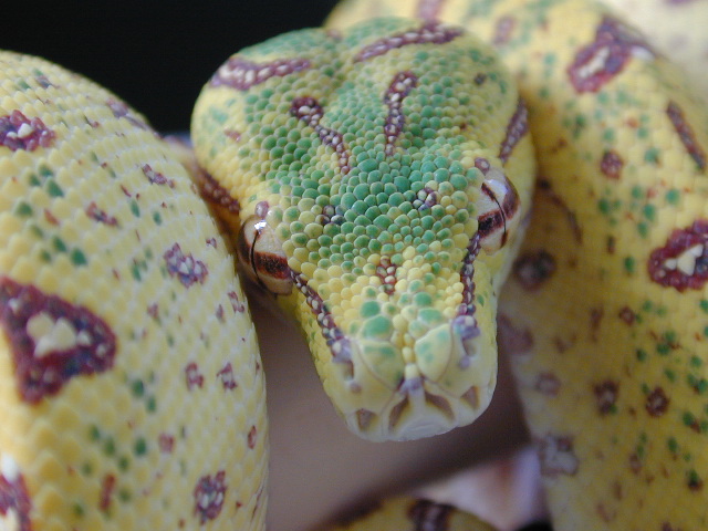 Greta