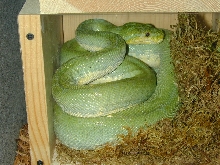 Snake