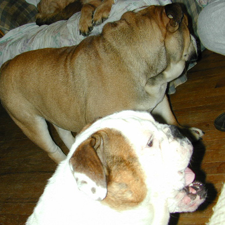 Dog