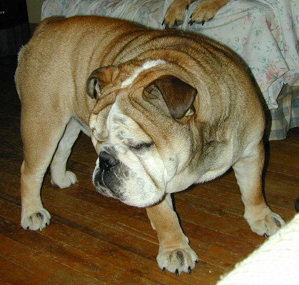 Dog