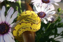 snake