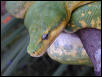 Chondro