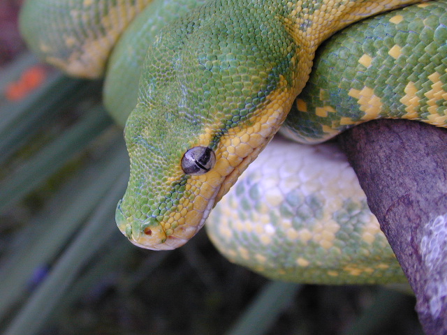 Chondro