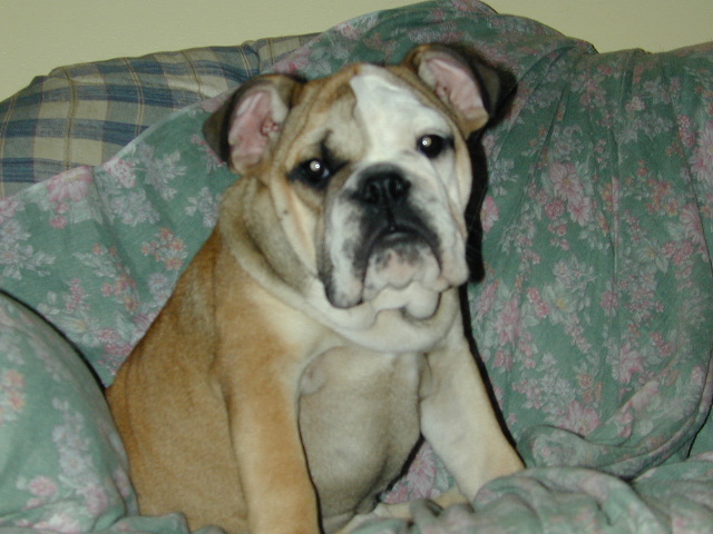Dog